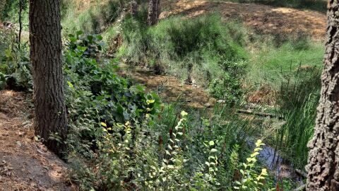 A su paso por Valdeavero