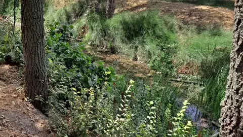 Arroyo Camarmilla A su paso por Valdeavero