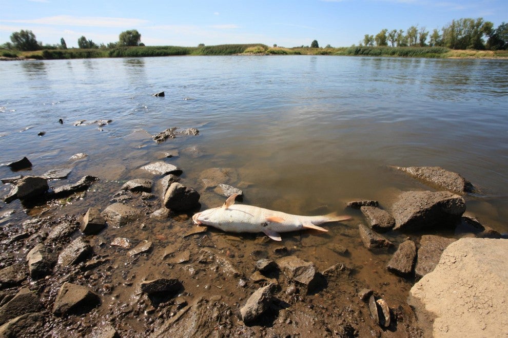 Alemania alerta de la muerte masiva de peces en el río Oder Alemania alerta de la muerte masiva de peces en el río Oder