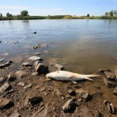 Peces muertos en el río Oder 