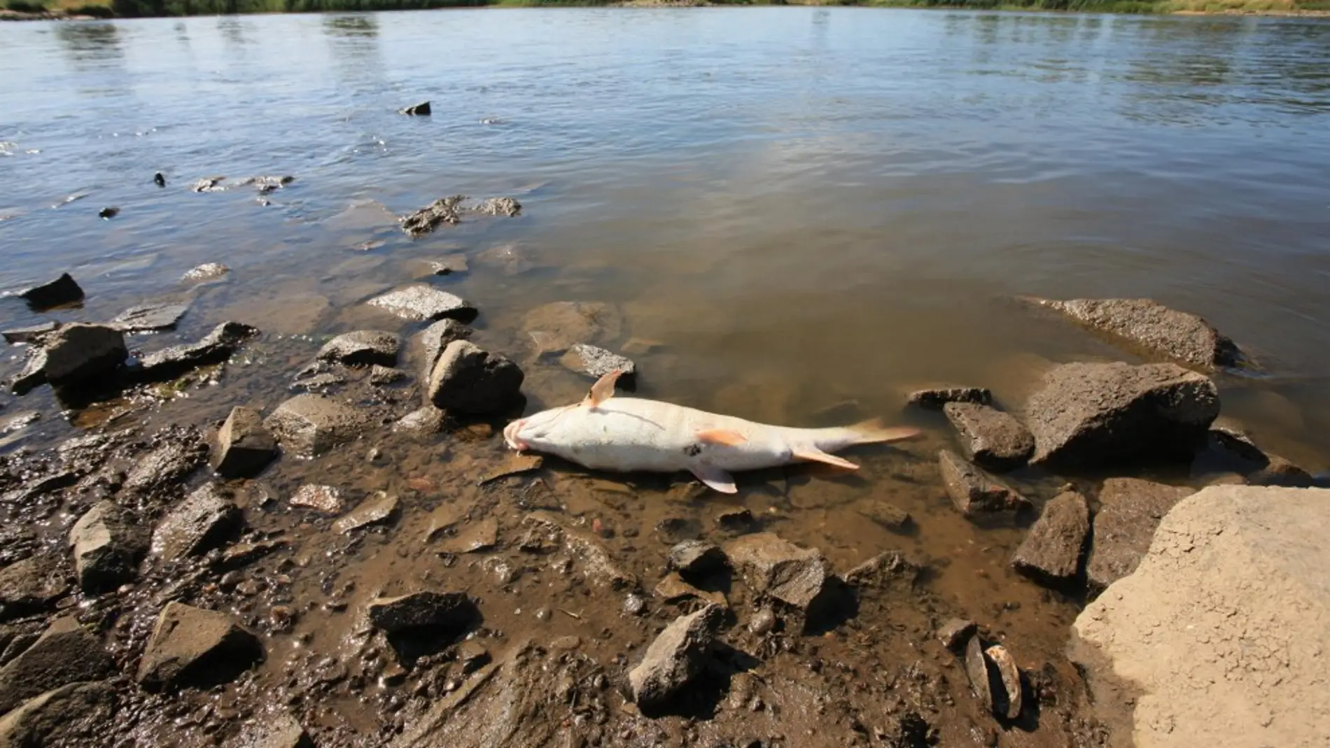 Peces muertos en el río Oder 
