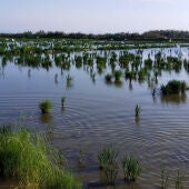 Arrozales avifauna