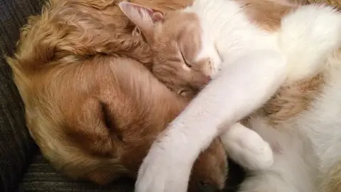 Gato y perro Gato y perro