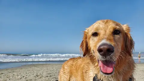Imagen de archivo de un perro en la playa