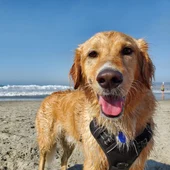 Imagen de archivo de un perro en la playa/ Unsplash Imagen de archivo de un perro en la playa/ Unsplash