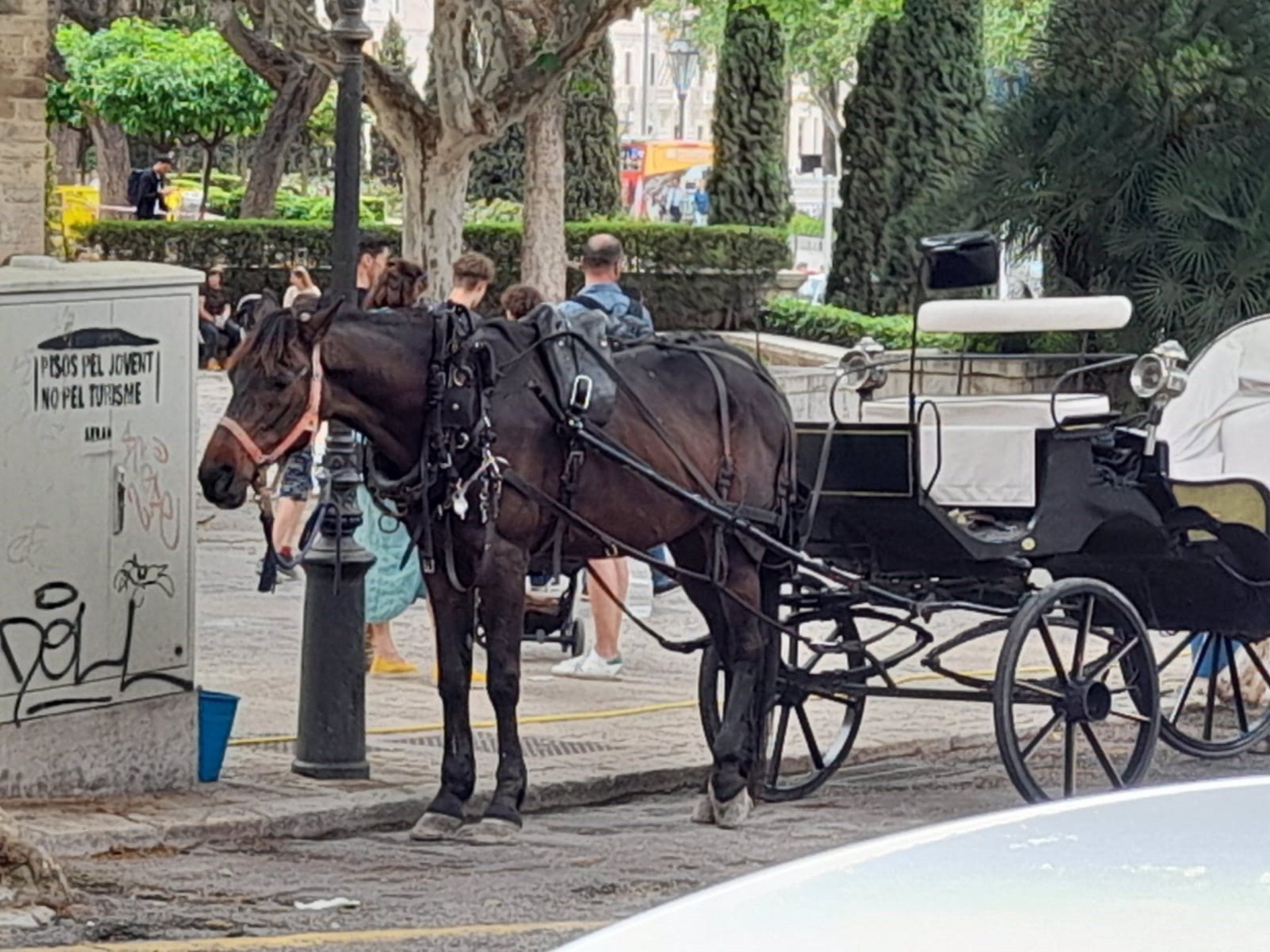 Palma prohibirá la circulación de las galeras cuando se registren altas temperaturas a partir del día 25 Palma prohibirá la circulación de las galeras cuando se registren altas temperaturas a partir del día 25