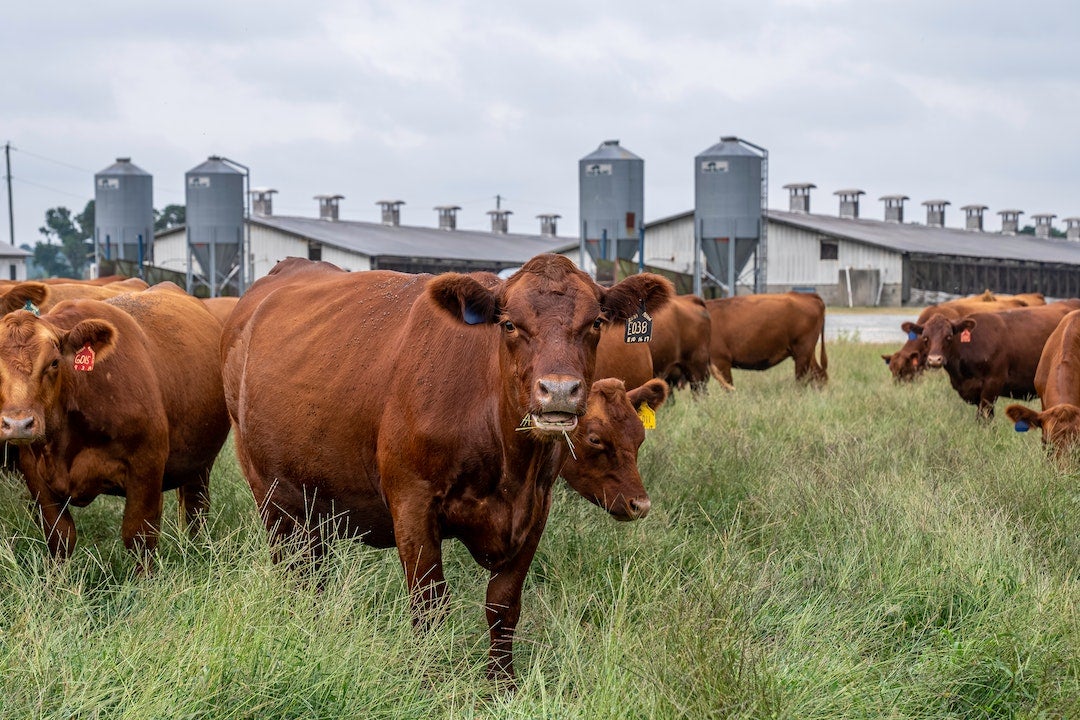 El sector lácteo advierte del desabastecimiento: "Dentro de tres meses no tendremos leche suficiente para abastecer la demanda" El sector lácteo advierte del desabastecimiento: "Dentro de tres meses no tendremos leche suficiente para abastecer la demanda"