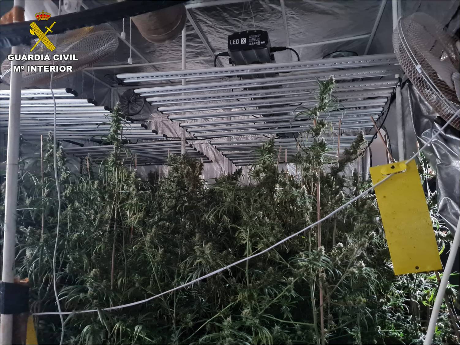La Guardia Civil descubre una plantación de marihuana durante un aviso de incendio en Monóvar La Guardia Civil descubre una plantación de marihuana durante un aviso de incendio en Monóvar