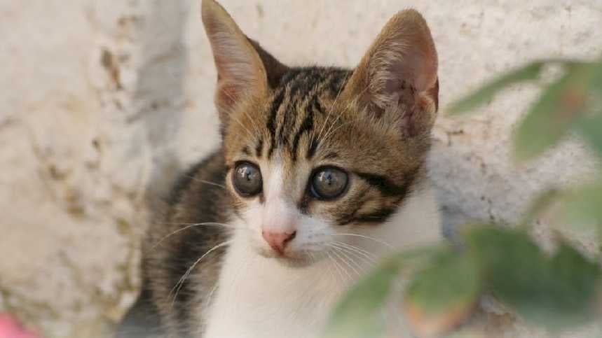 La Vila Joiosa recibe 2 subvenciones para control de plagas y esterilización felina La Vila Joiosa recibe 2 subvenciones para control de plagas y esterilización felina