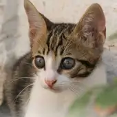 esterilización gatos la vila joiosa esterilización gatos la vila joiosa