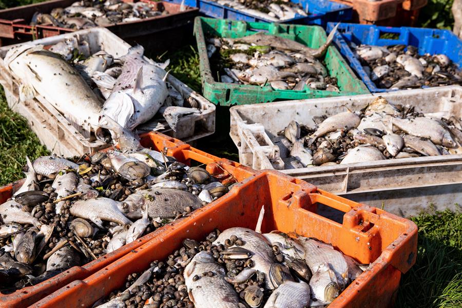 El terrible desastre en el río Oder: cien toneladas de peces muertos y nadie explica el motivo El terrible desastre en el río Oder: cien toneladas de peces muertos y nadie explica el motivo