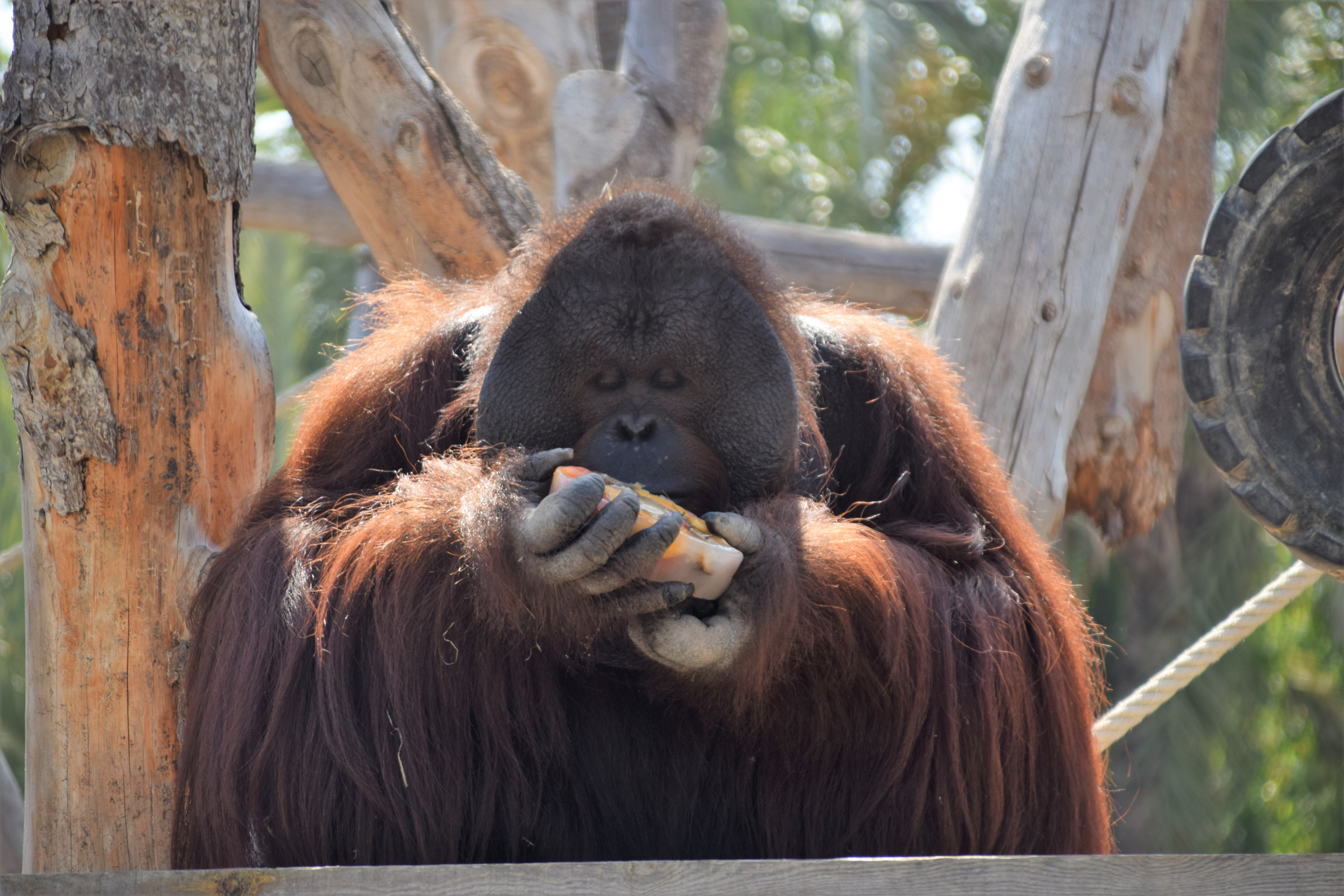Hipopótamos y orangutanes descubren los helados en Rio Safari Elche Hipopótamos y orangutanes descubren los helados en Rio Safari Elche