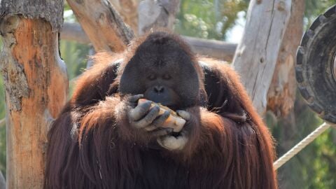 Orangut&aacute;n disfrutando de un polo de frutas