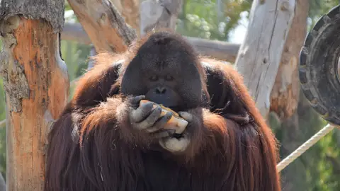 Orangután disfrutando de un polo de frutas Orangután disfrutando de un polo de frutas
