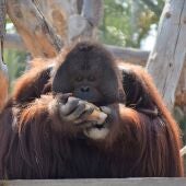 Orangután disfrutando de un polo de frutas