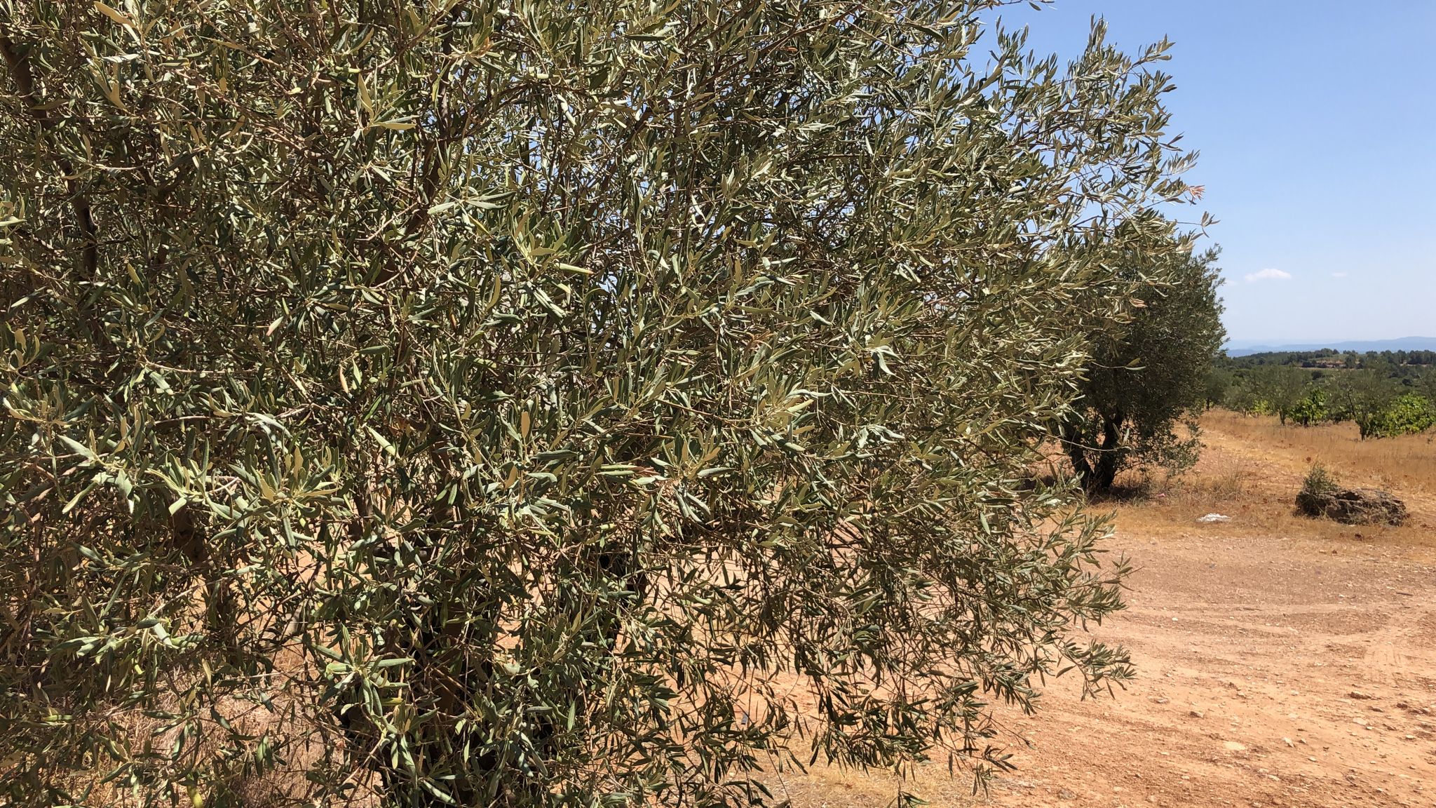 Ayudas a más de 100 olivicultores albaceteños afectados por la Filomena Ayudas a más de 100 olivicultores albaceteños afectados por la Filomena