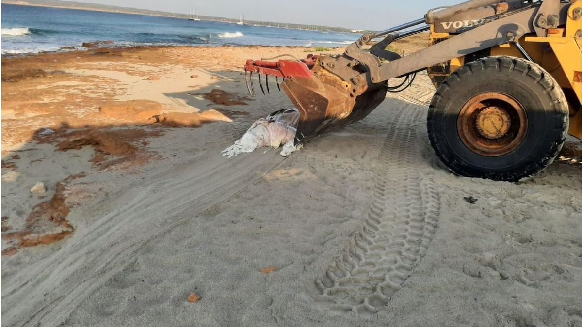 Retiran una vaca muerta de una playa de Formentera Retiran una vaca muerta de una playa de Formentera