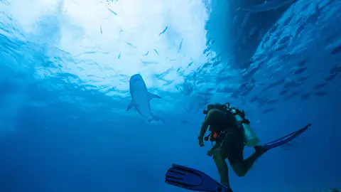 mar animales mar animales