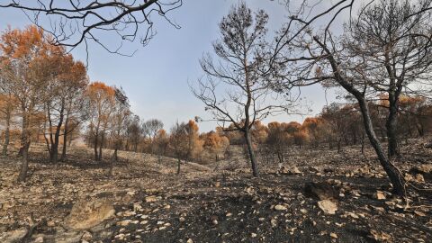 Incendio de la Vall d&#39;Ebo en Alicante 