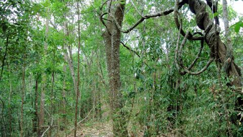 bosque mediterr&aacute;neo