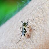 Madrid detecta un notable aumento de los casos de dengue 