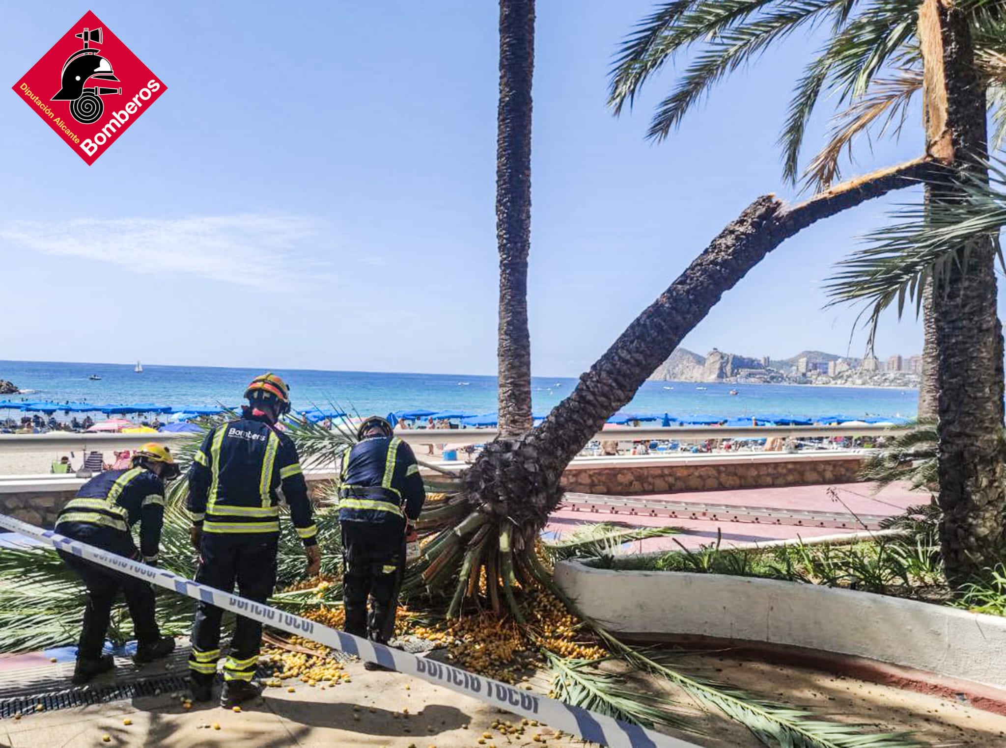 Retiran una palmera desplomada sobre el Parque de Elche de Benidorm Retiran una palmera desplomada sobre el Parque de Elche de Benidorm