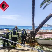 palmera parque de elche benidorm bomberos palmera parque de elche benidorm bomberos