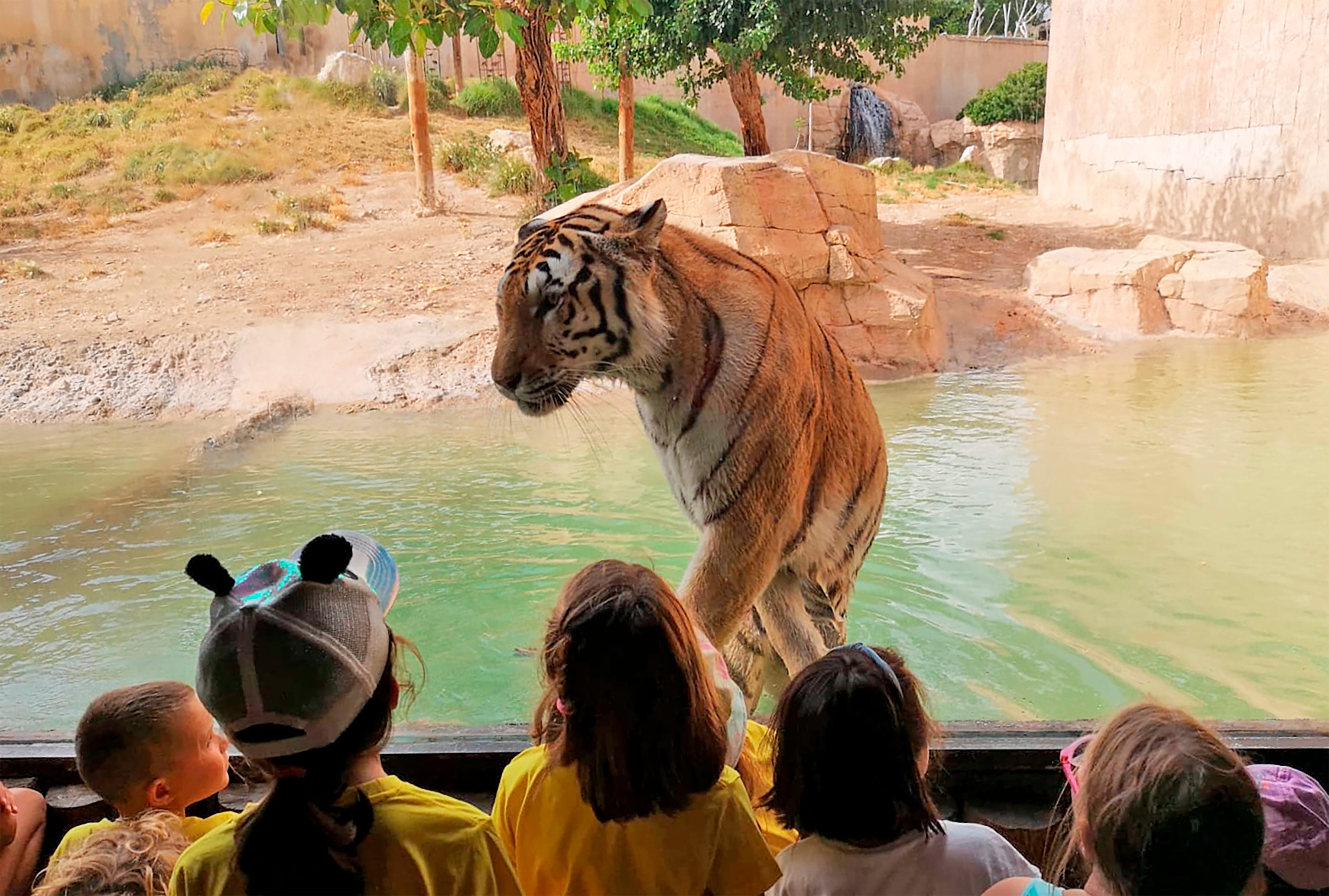 Piden 9 años de cárcel en total para tres mandos de Terra Natura por el incidente del tigre que atacó a una cuidadora Piden 9 años de cárcel en total para tres mandos de Terra Natura por el incidente del tigre que atacó a una cuidadora