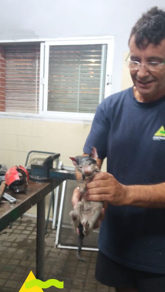 Un bombero con el gato ya rescatado