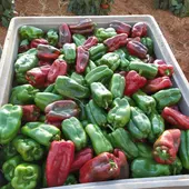 Recolección pimiento lamuyo en Villanueva de los Infantes Recolección pimiento lamuyo en Villanueva de los Infantes