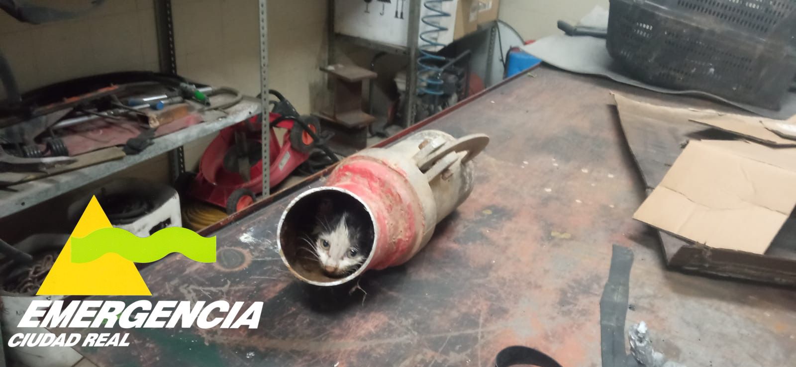 Bomberos de Manzanares rescatan a un gato atrapado en una conducción de agua Bomberos de Manzanares rescatan a un gato atrapado en una conducción de agua