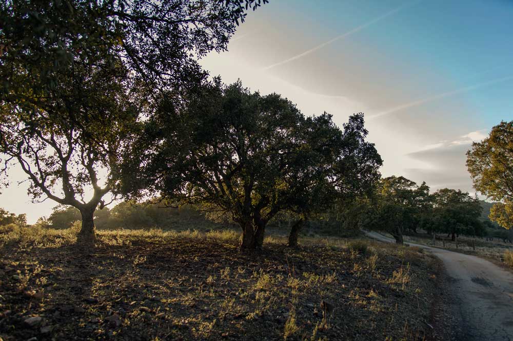 La Consejería de Agricultura, Desarrollo Rural, Población y Territorio que amplía la zona de alto riesgo Sierra de San Pedro La Consejería de Agricultura, Desarrollo Rural, Población y Territorio que amplía la zona de alto riesgo Sierra de San Pedro