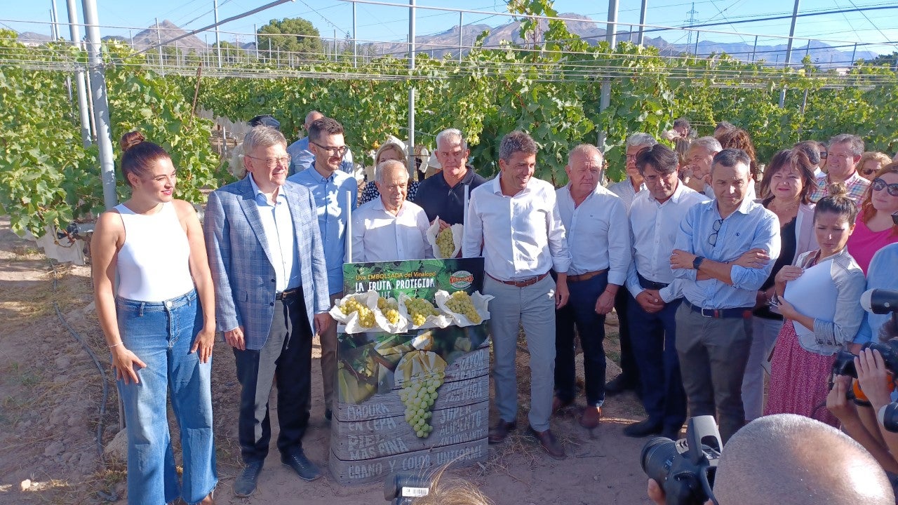 El Vinalopó se afana en la vendimia que nos dejará uvas de la DOP Uva embolsada del Vinalopó hasta fin de año El Vinalopó se afana en la vendimia que nos dejará uvas de la DOP Uva embolsada del Vinalopó hasta fin de año