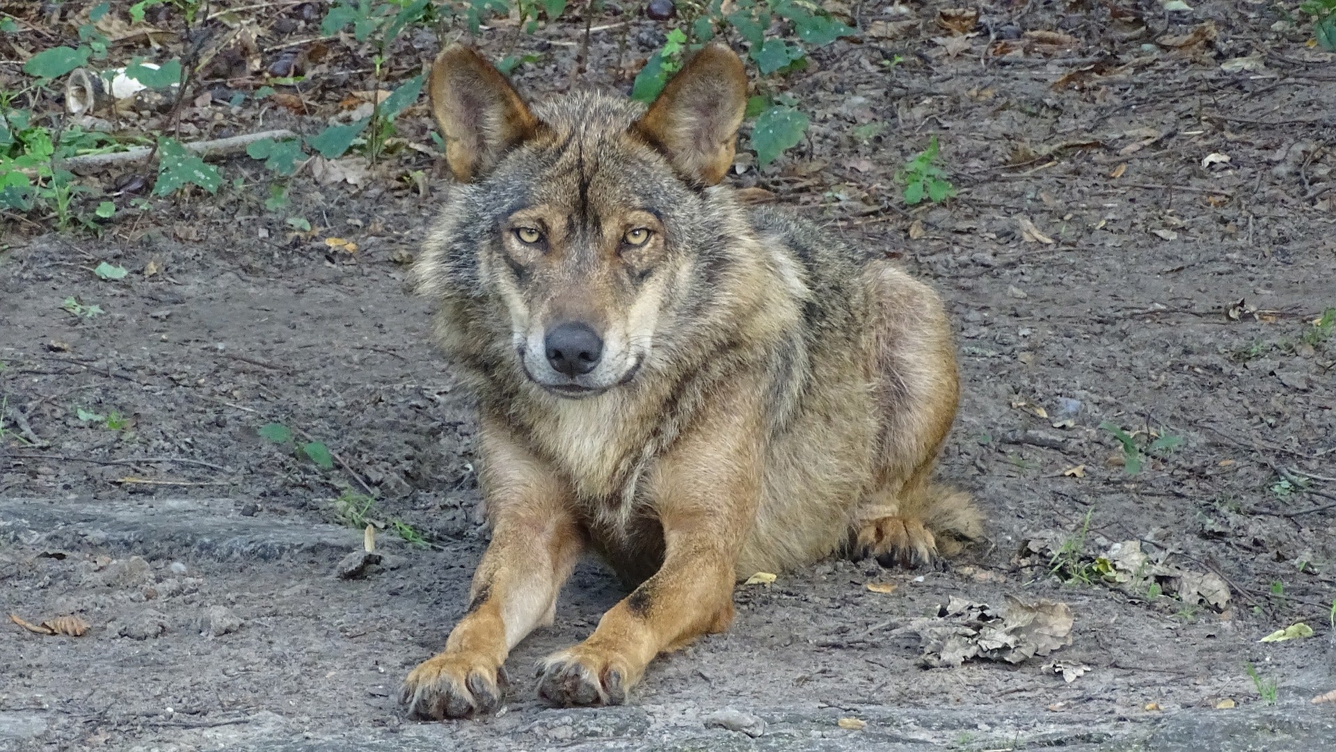 Asaja y la Federación Extremeña de Caza en contra de la introducción "artificial" del lobo en Extremadura por perjudicar al mundo rural Asaja y la Federación Extremeña de Caza en contra de la introducción "artificial" del lobo en Extremadura por perjudicar al mundo rural