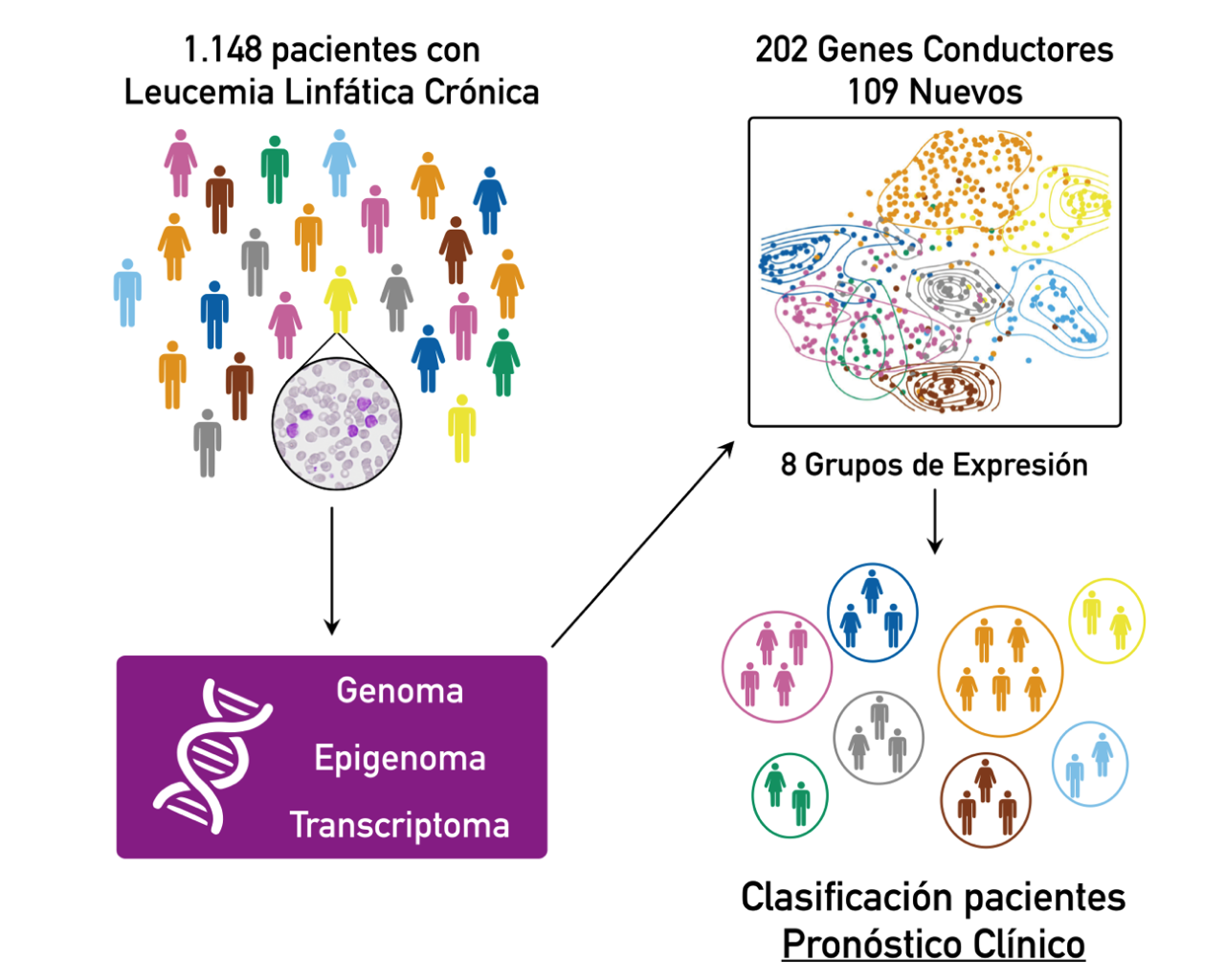 Completado el mapa genético de la leucemia linfática crónica Completado el mapa genético de la leucemia linfática crónica