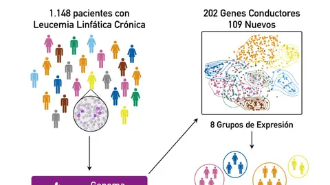 Leucemia linfática crónica UniOvi participa en el estudio que completa el mapa genético de la leucemia linfática crónica