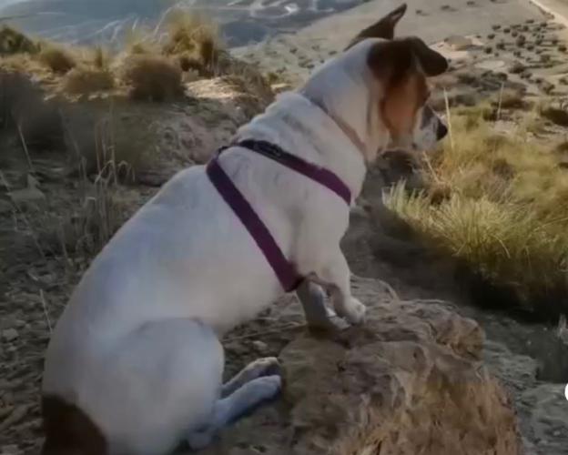 Luto oficial en Campos del Río por la muerte a golpes de un perro Luto oficial en Campos del Río por la muerte a golpes de un perro
