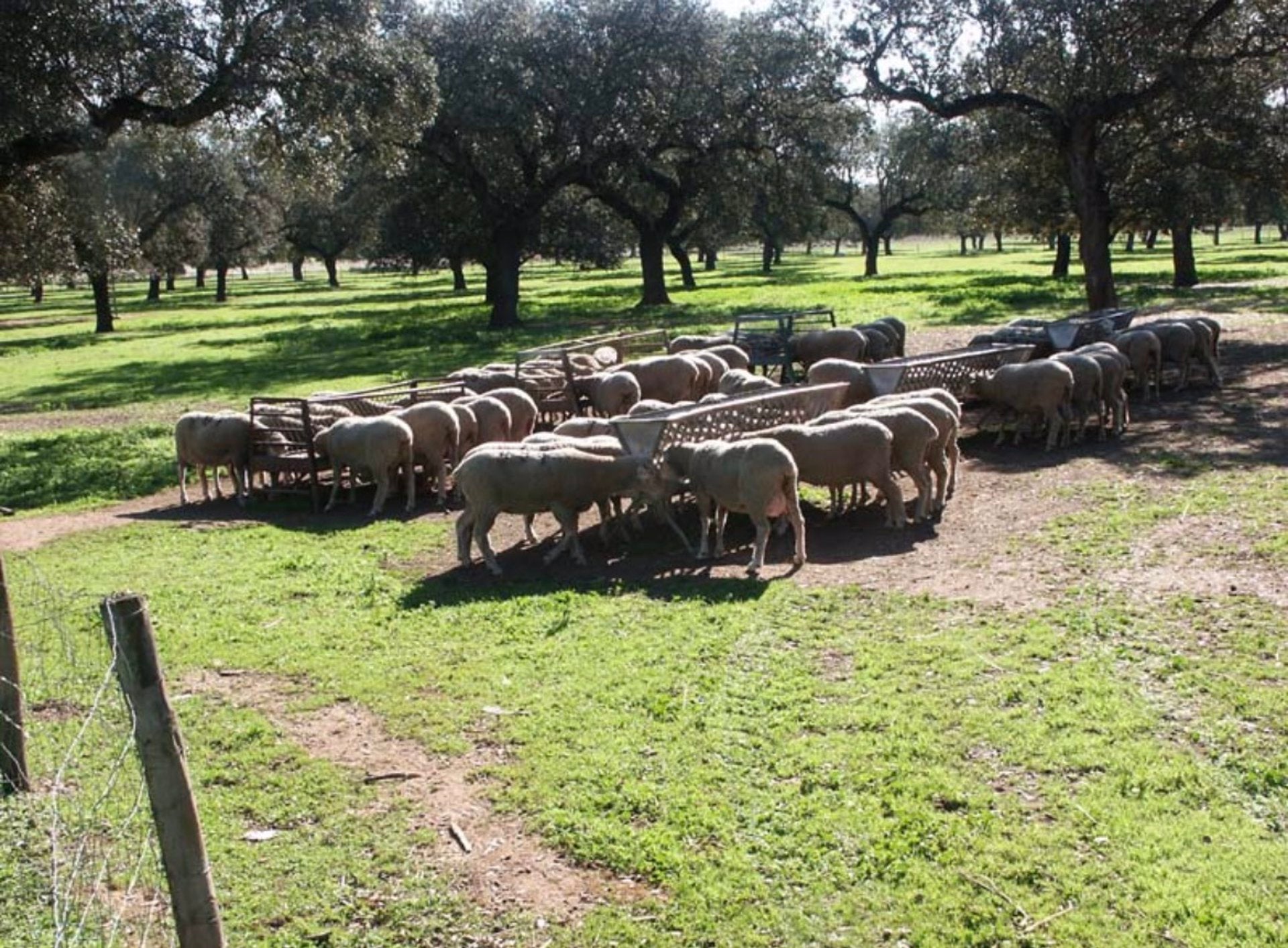 Un foro en Mérida analizará la próxima semana la nueva PAC en Extremadura Un foro en Mérida analizará la próxima semana la nueva PAC en Extremadura