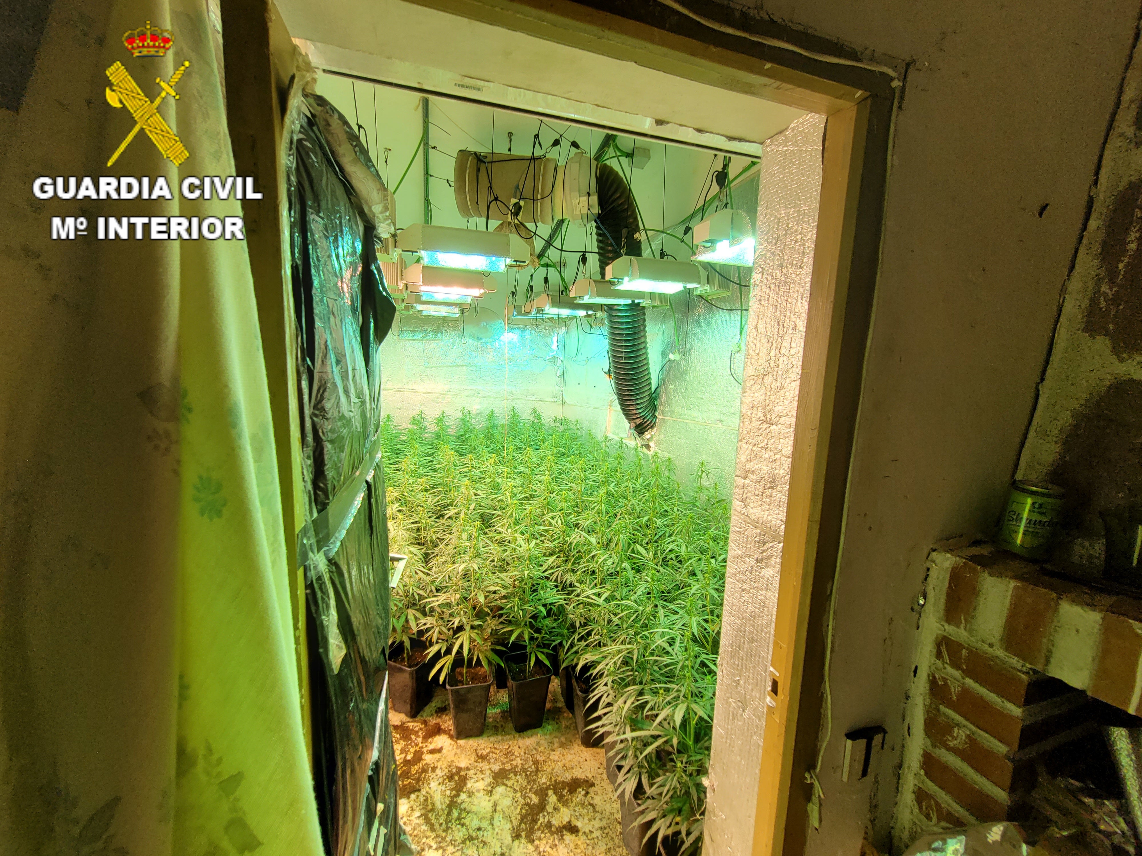 Desmanteladas tres plantaciones de marihuana en Villar de Cañas, Barajas y Saelices, en Cuenca Desmanteladas tres plantaciones de marihuana en Villar de Cañas, Barajas y Saelices, en Cuenca