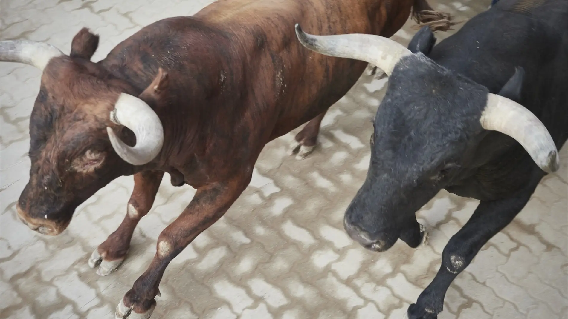 Muere un operario en la plaza de toros de Fuenlabrada corneado por un astado que entró en el callejón