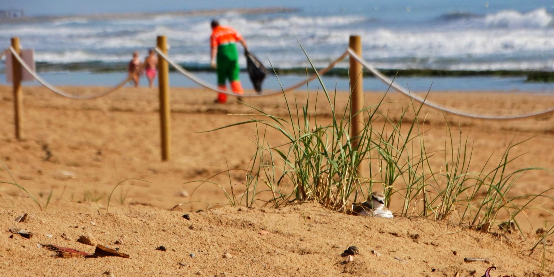 Los chorlitejos patinegros han vuelto a nidificar con éxito en la playa de La Mata Los chorlitejos patinegros han vuelto a nidificar con éxito en la playa de La Mata