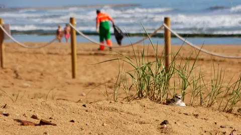 Los chorlitejos patinegros han vuelto a nidificar con éxito en la playa de La Mata chorlitejo