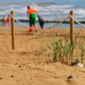 Los chorlitejos patinegros han vuelto a nidificar con éxito en la playa de La Mata Los chorlitejos patinegros han vuelto a nidificar con éxito en la playa de La Mata