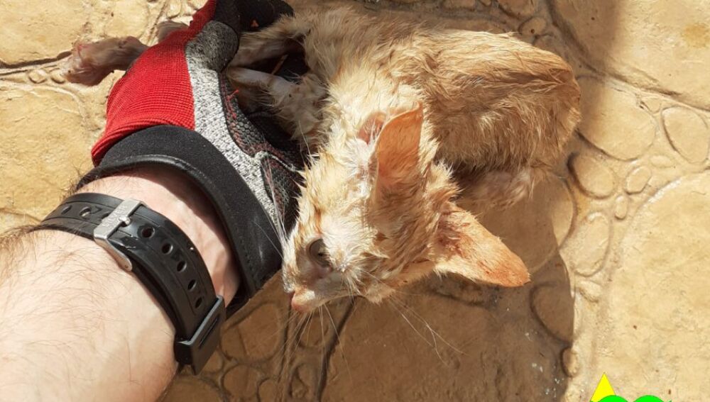 Gato rescatado por los bomberos