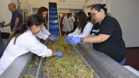 Alumnos del Grado de Enología en la bodega experimental de la UCLM