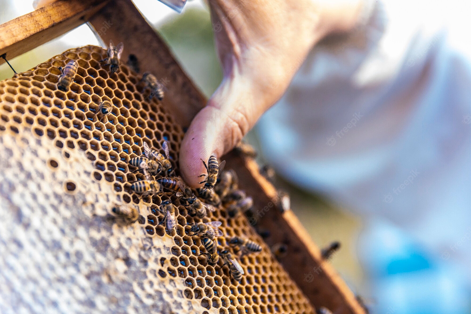La producción de miel se reducirá un 60% La producción de miel se reducirá un 60%