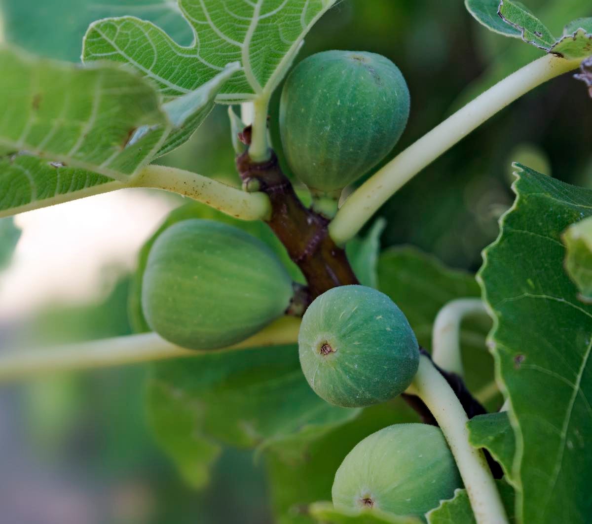 El Higo de Almoharín celebra su IV feria El Higo de Almoharín celebra su IV feria