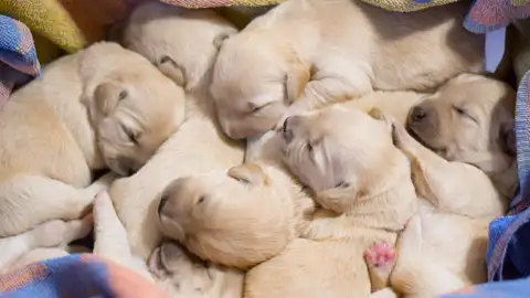 Ángel Osuna, adiestrador canino, nos explica hoy las fases del celo y la crianza con consejos prácticos canino