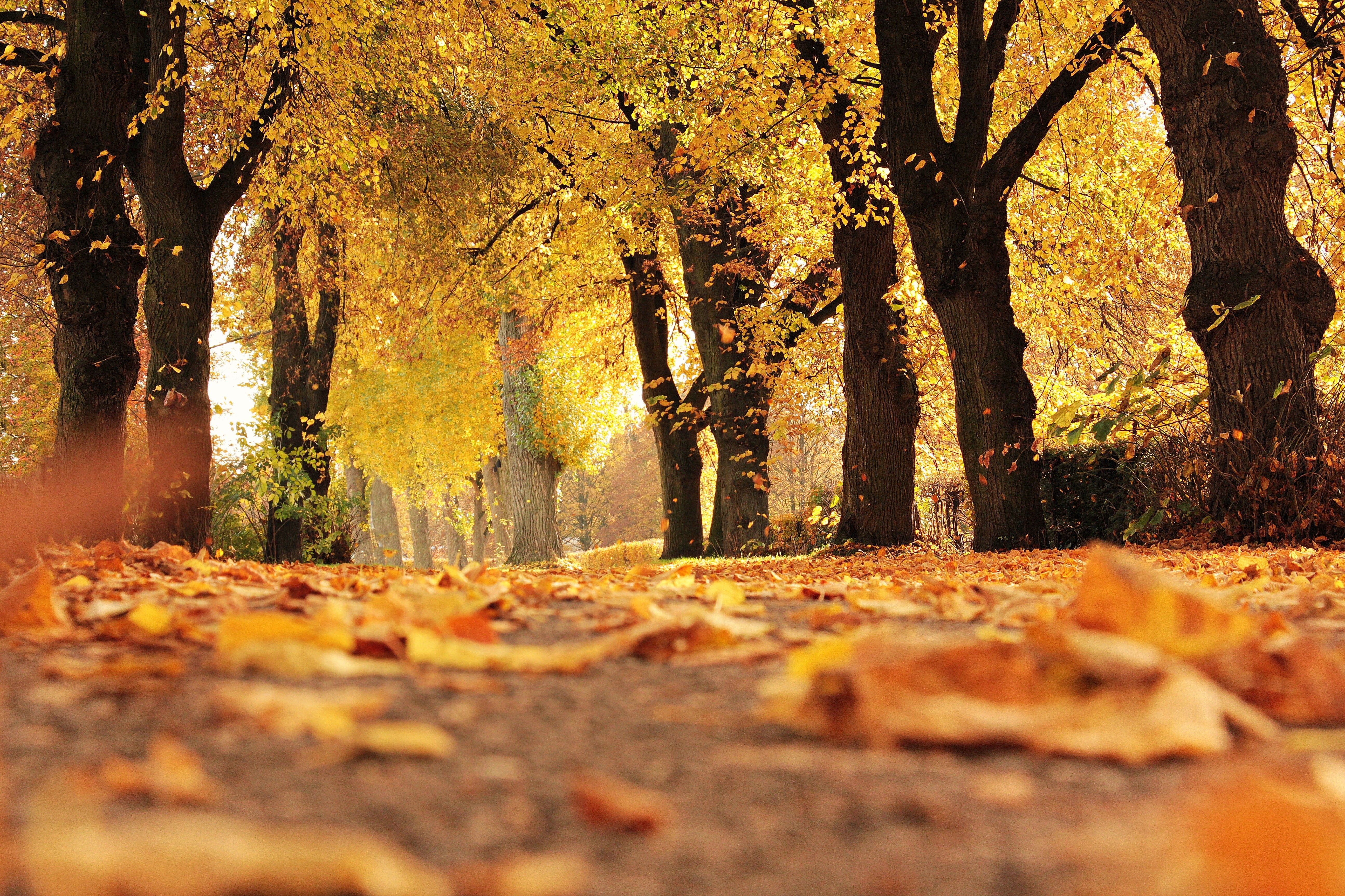 Por qué el otoño no empieza este miércoles 21 de septiembre Por qué el otoño no empieza este miércoles 21 de septiembre