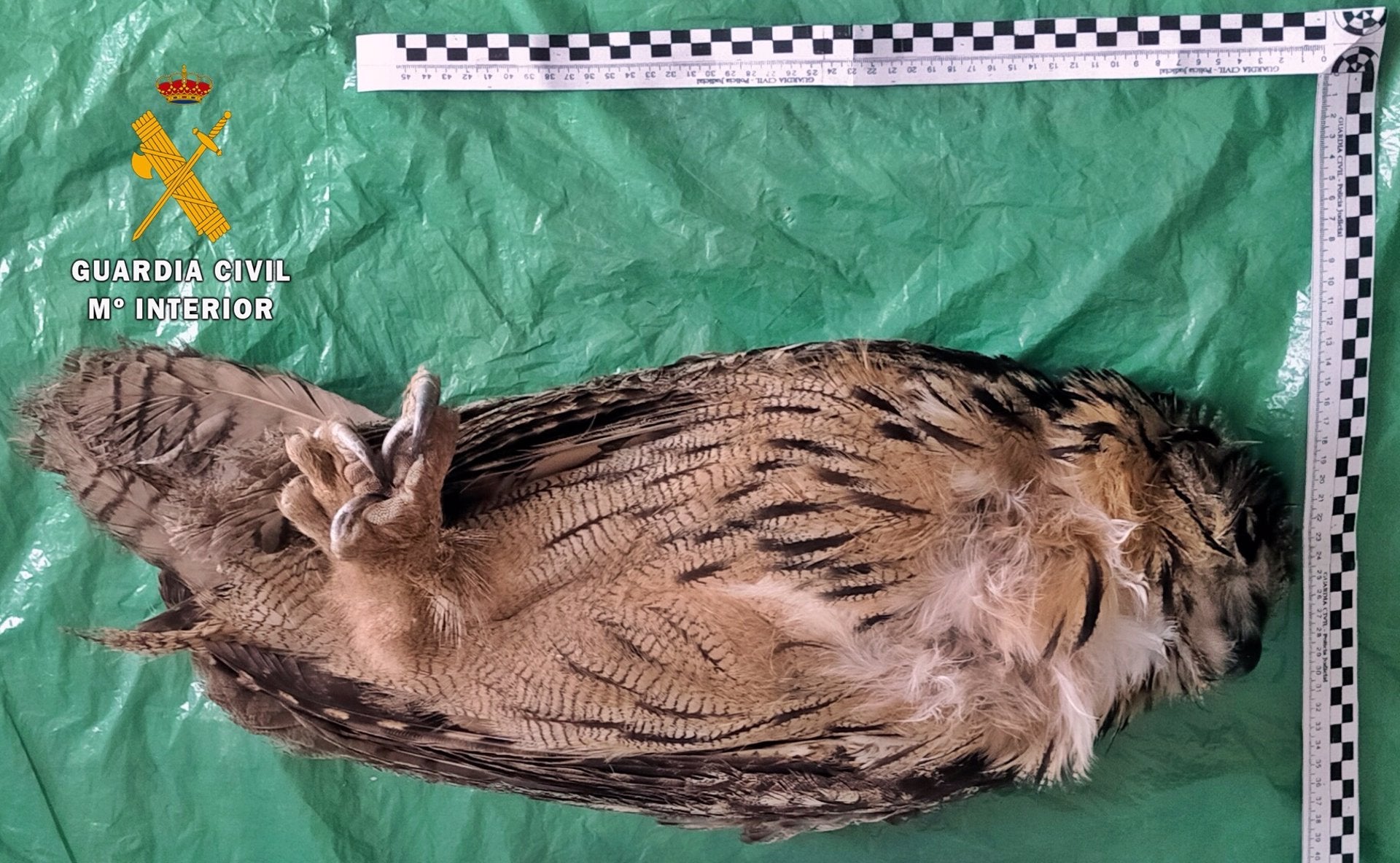 Detenido un vecino de Casas de Don Pedro con un kilo de marihuana y el cadáver de un búho real Detenido un vecino de Casas de Don Pedro con un kilo de marihuana y el cadáver de un búho real